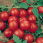 Tiny Tim Cherry Tomato