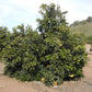 Thong Dee US 145 Pummelo Budwood citrus plant material online shopping