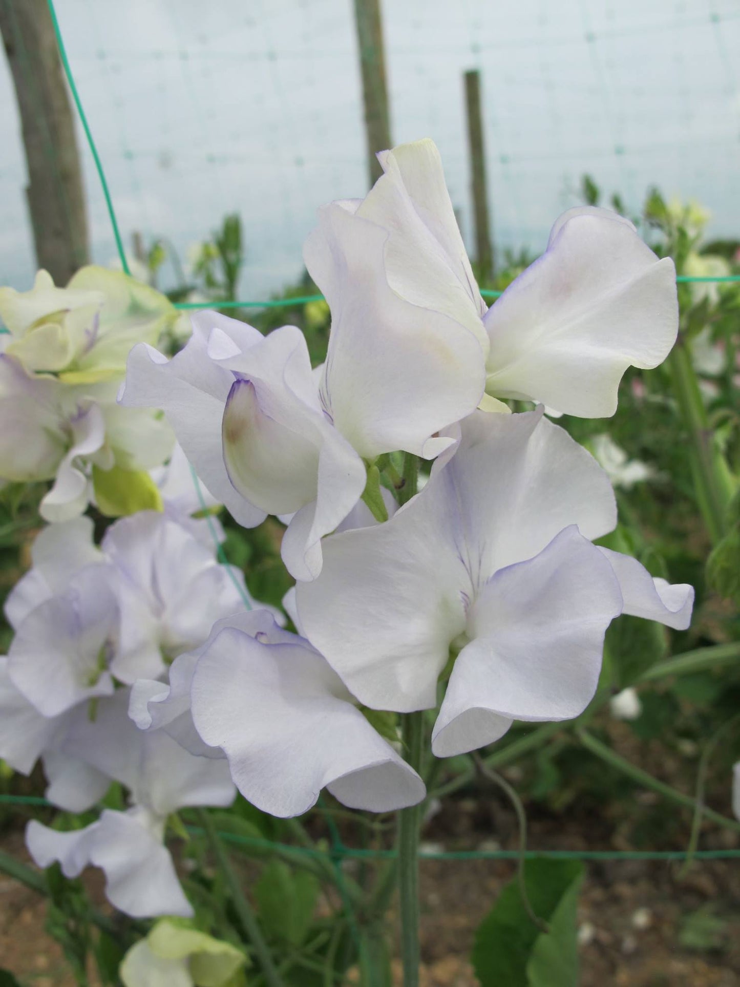 Jack Eveleigh Sweet Pea seeds online shopping