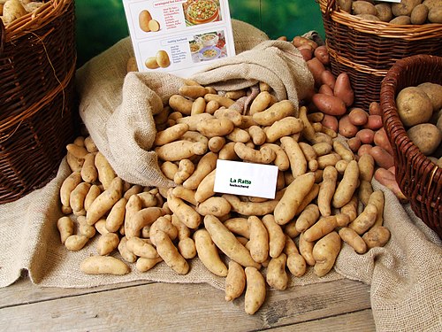 La Ratte Seed Potato online shopping