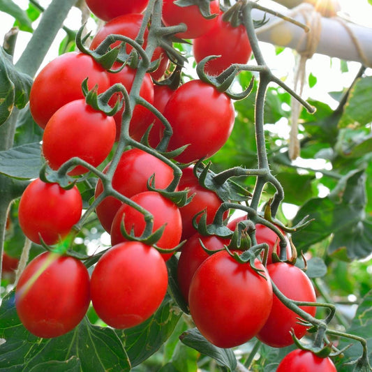 Principe Borghese Tomato Seeds online shopping