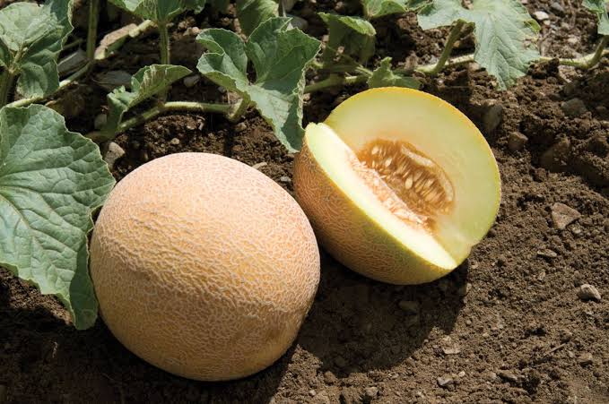 San Juan F1 Melon