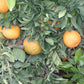 Okitsu Wase Satsuma Mandarin Budwood citrus plant material online shopping
