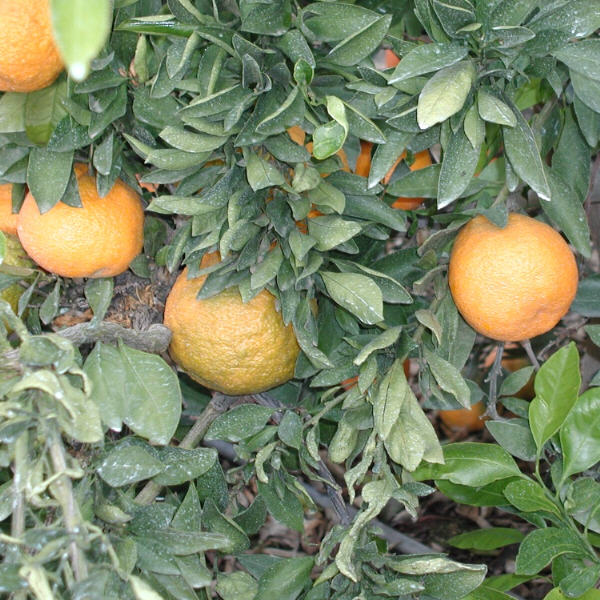 Okitsu Wase Satsuma Mandarin Budwood citrus plant material online shopping