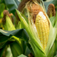 Sugar Buns F1 Corn