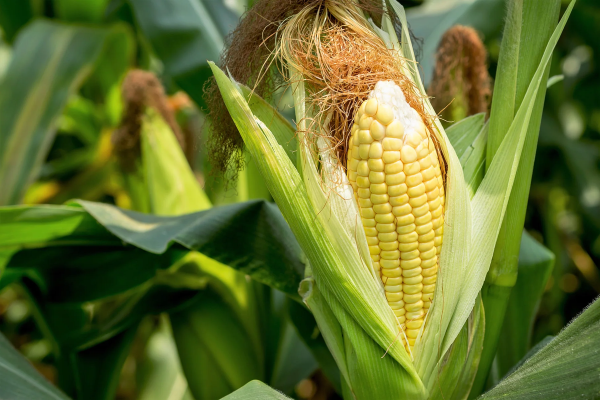 Sugar Buns F1 Corn