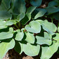 Rock Of Gibraltar Hosta Plants online shopping