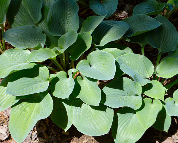 Rock Of Gibraltar Hosta Plants online shopping