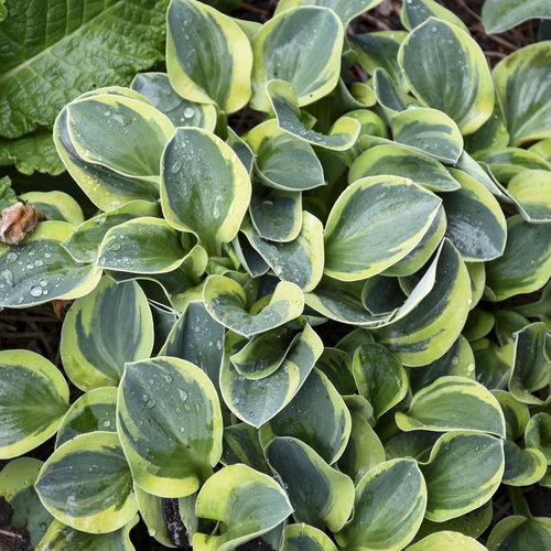Mighty Mouse Hosta