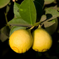 Giant Key Lime Budwood citrus plant material online shopping