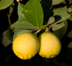 Giant Key Lime Budwood citrus plant material online shopping