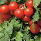 Tiny Tim Cherry Tomato
