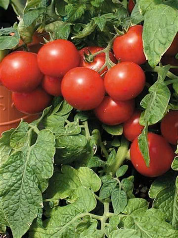 Tiny Tim Cherry Tomato
