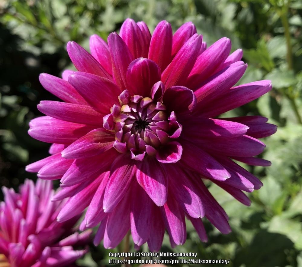 Dark Magic Dahlia