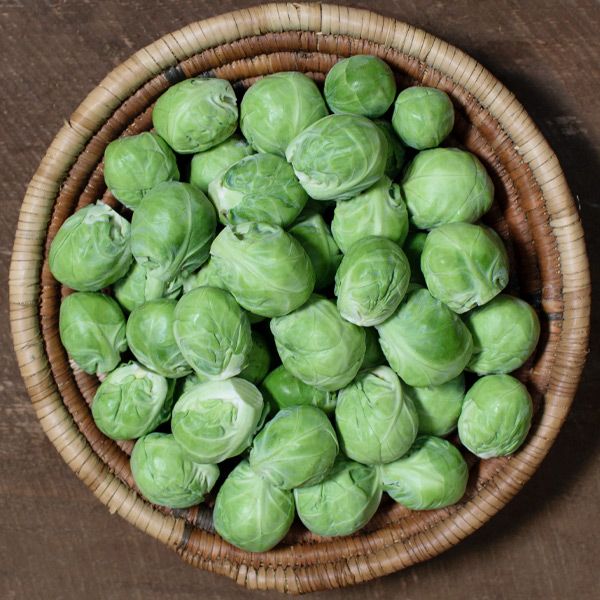 Silvia F1 Brussels Sprout