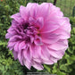 Vassio Meggos Dahlia Plants online shopping