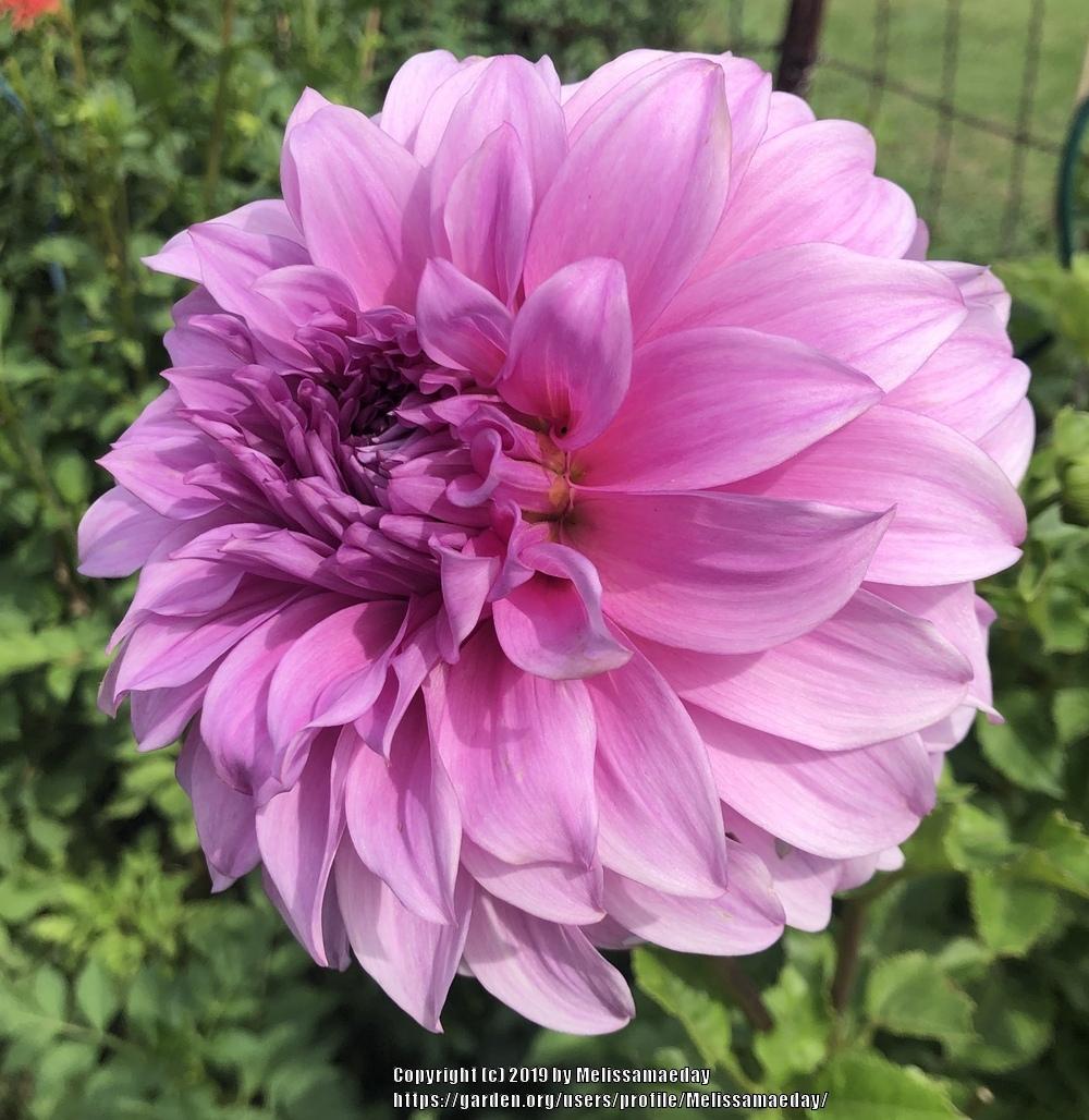 Vassio Meggos Dahlia Plants online shopping