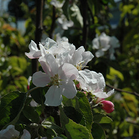 Yellow Transparent Heirloom Earliest Ripening Apple Plant Blooms