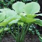 Great Lakes Gold Hosta Plants online shopping