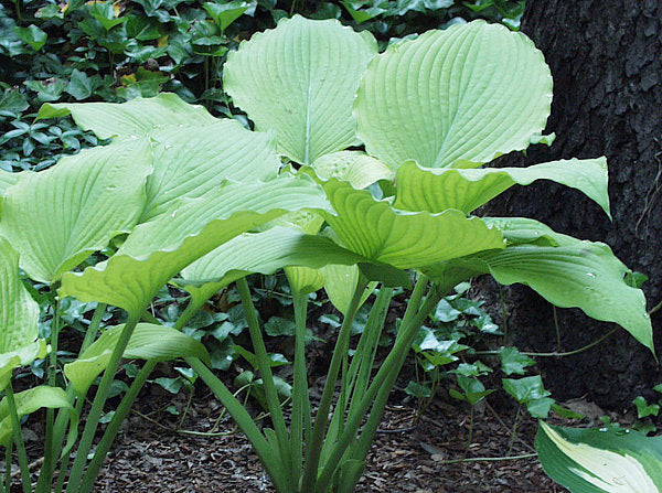 Great Lakes Gold Hosta Plants online shopping