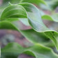 Twists And Turns Hosta Plants online shopping