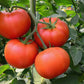 Super Fantastic Tomato