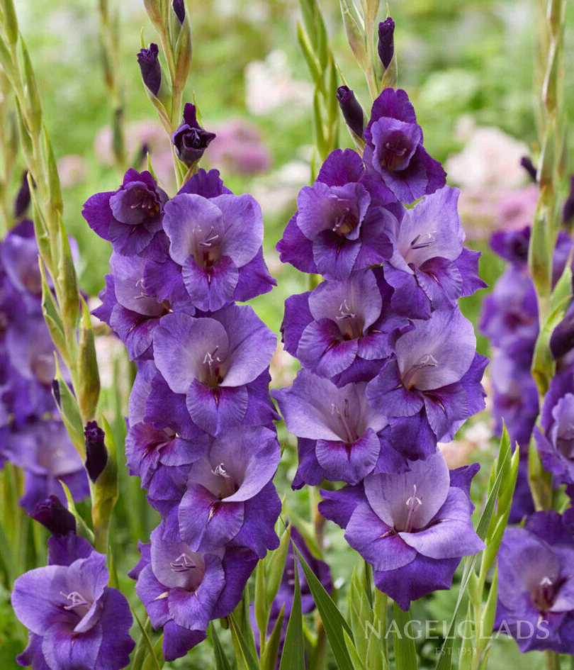 Purple Magic Gladiolus Corms