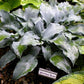 Winfield Blue Hosta Plants online shopping