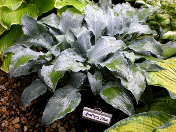 Winfield Blue Hosta Plants online shopping