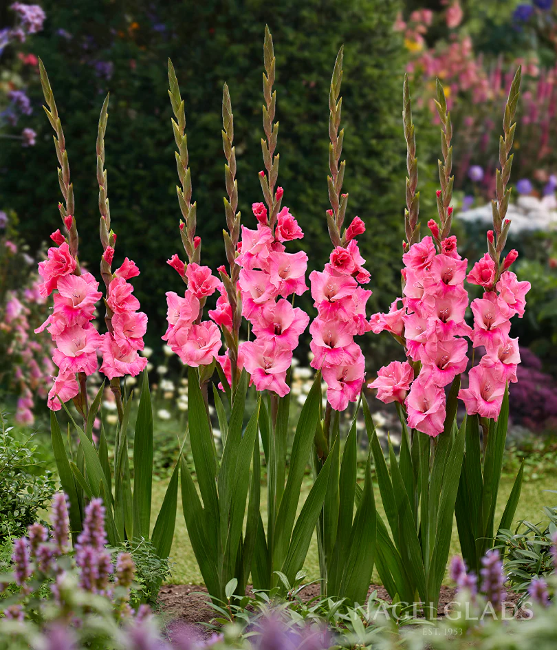 Titanic Gladiolus Corms