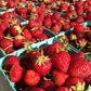 Chandler June Bearing Strawberry