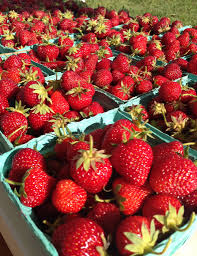 Chandler June Bearing Strawberry