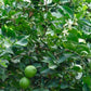 Mexican Lime Seed citrus plant material online shopping