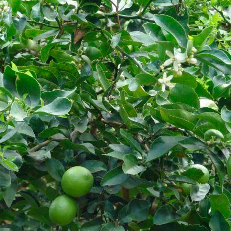 Mexican Lime Seed citrus plant material online shopping