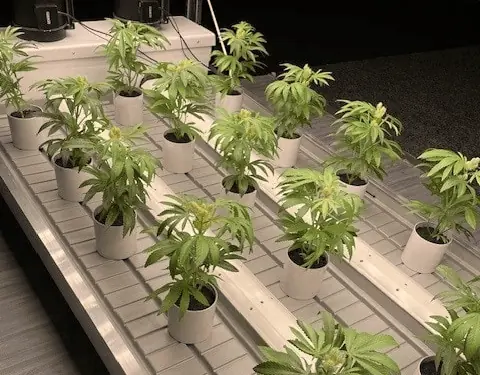 Active Aqua 4' Wide Infinity Tray  Ebb and Flow Flood Table