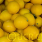 Improved Meyer Lemon Budwood citrus plant material online shopping