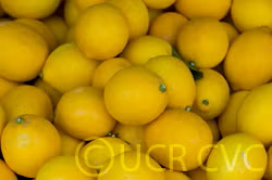 Improved Meyer Lemon Budwood citrus plant material online shopping