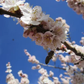 Capilano Sweet Freestone Apricot Self Fertile Hardy Fruit Tree Flowers Provide Food for Bees