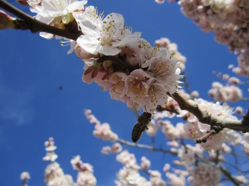 Capilano Sweet Freestone Apricot Self Fertile Hardy Fruit Tree Flowers Provide Food for Bees