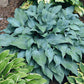 Mr Blue Hosta Plants online shopping