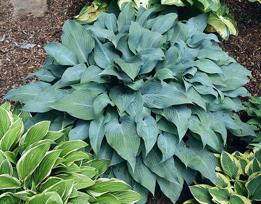 Mr Blue Hosta Plants online shopping