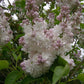 Beauty of Moscow Krasavitsa Moskvy Lilac lilac plant online shopping