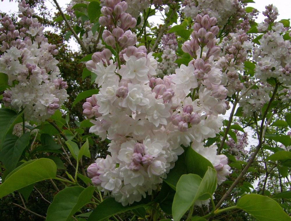 Beauty of Moscow Krasavitsa Moskvy Lilac lilac plant online shopping