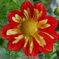 Wheels Dahlia Plants online shopping
