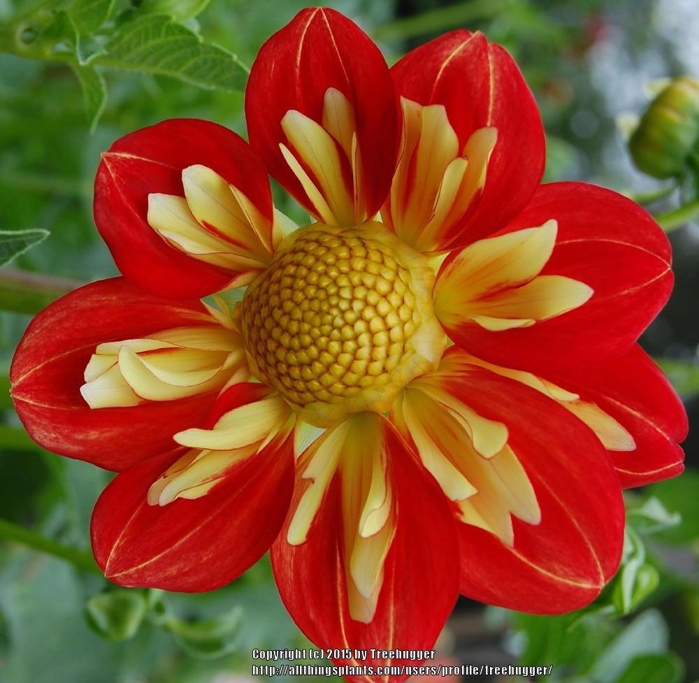 Wheels Dahlia Plants online shopping