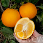 Parent Washington Navel Orange Budwood citrus plant material online shopping