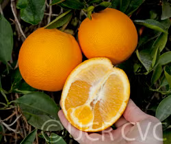 Parent Washington Navel Orange Budwood citrus plant material online shopping