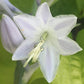Combined Elegance Hosta Plants online shopping