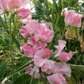 Mrs Bernard Jones Sweet Pea seeds online shopping