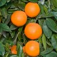 Spring Navel Orange Budwood citrus plant material online shopping